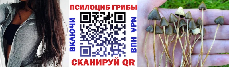 Галлюциногенные грибы мицелий  Купино 